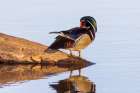 Wood duck male preening in wetland, Marion County, Illinois. Art Print